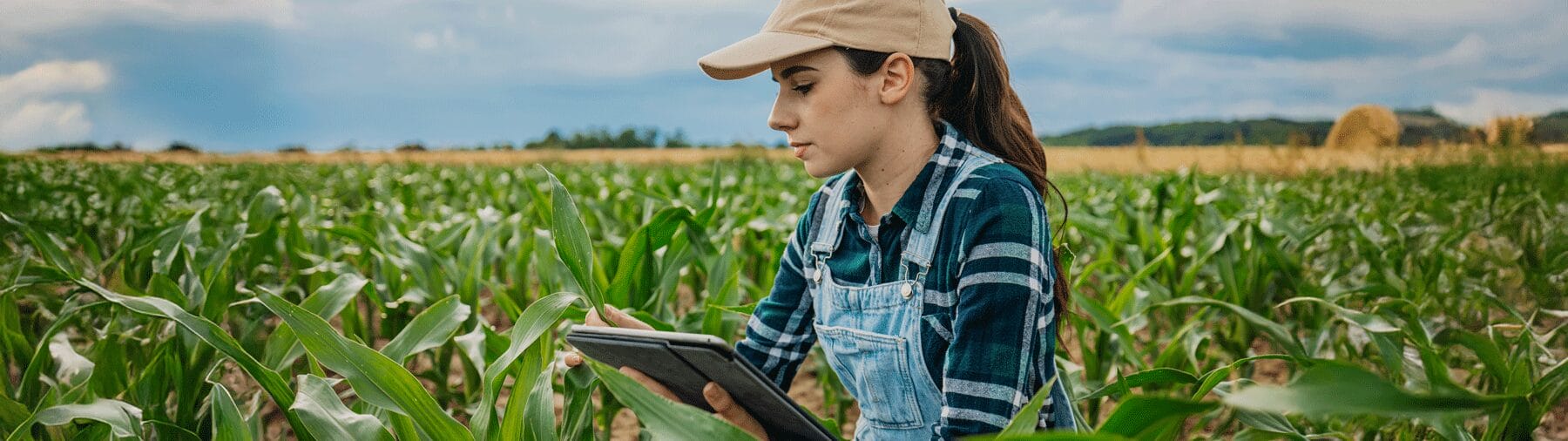 Farmer in a cornfield using a tablet to monitor crops while wearing overalls and a baseball cap.